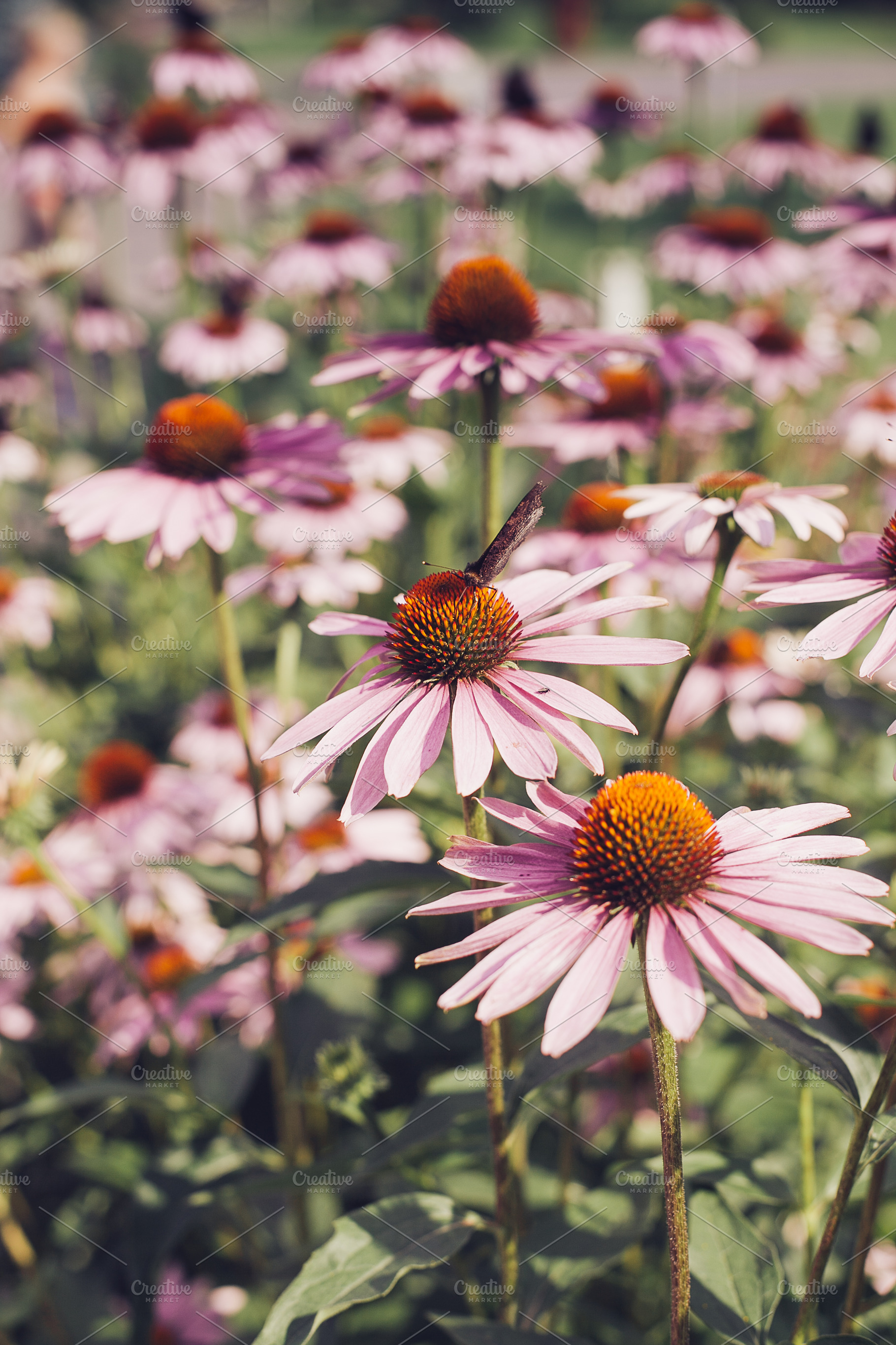 Echinacea flowers featuring background, beautiful, and beauty, a Nature Photo by telnyaw