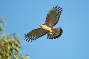 Crested Hawk