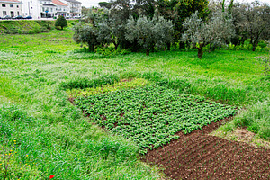 Lush vegetable garden amidst greenery in the countryside of Fatima, Portugal, a Photo by AS photostudio