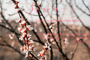 Cherry Blossom, a Script Font by Funtype (Thumbnail 6 of 9)