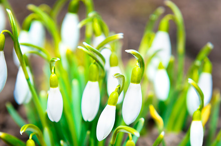 Snowdrops white spring flowers, a Nature Photo by Vapi