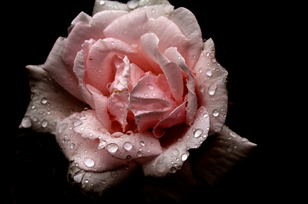 A Dewey Pink Rose, a Nature Photo by Jessica E. Cornell