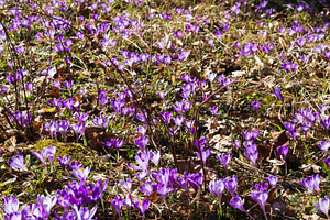Violet Crocus heuffelianus (Crocus vernus) flowers in spring for