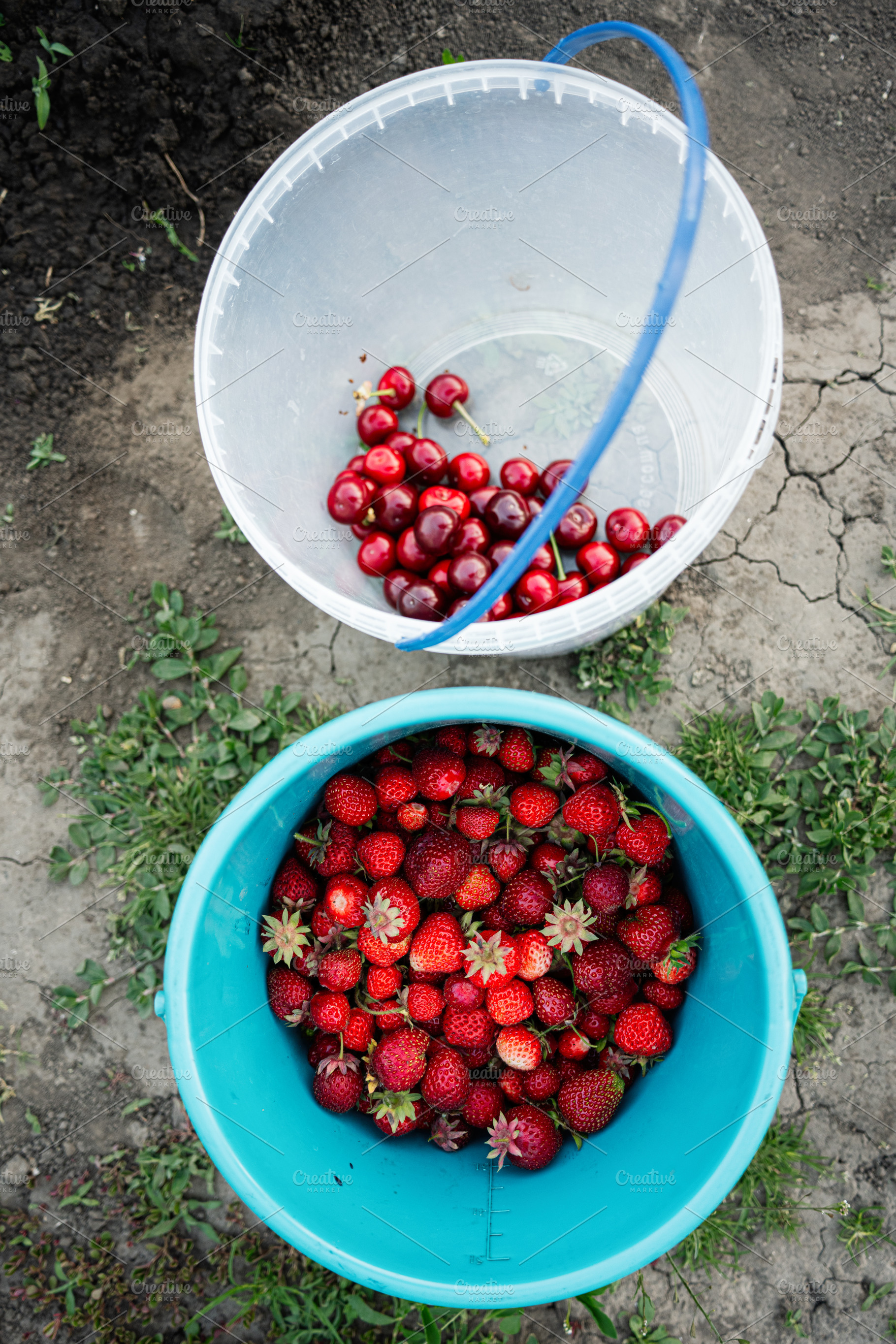 Top view of cherries and strawberries in plastic buckets during harvesting, a Photo by AS photostudio