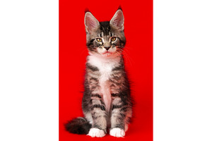 Adorable Maine Coon kitten with, an Animal Photo by Alexander-Piragis