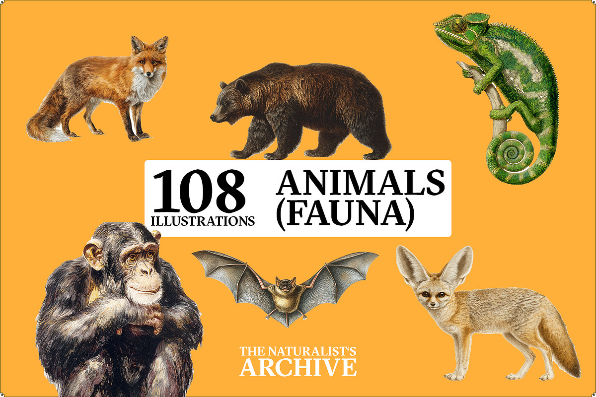 The Naturalist's Archive, an Object Graphic by Jacober Design (Photo 3 of 5)