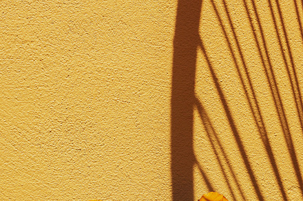 Cactus home decor on yellow wall background with shadows. Summer, a Nature Photo by Jenya Porechenskaya