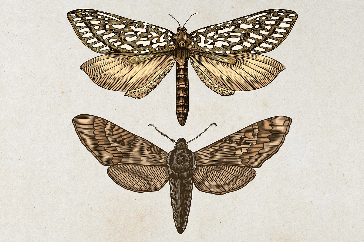 Moth Illustration Vector Set, an Illustration by Kusumaillustration (Photo 6 of 11)