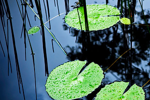 Lilly Pad Pond, a Nature Photo by THP Creative