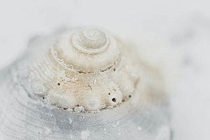 Sea Shell Top Macro
