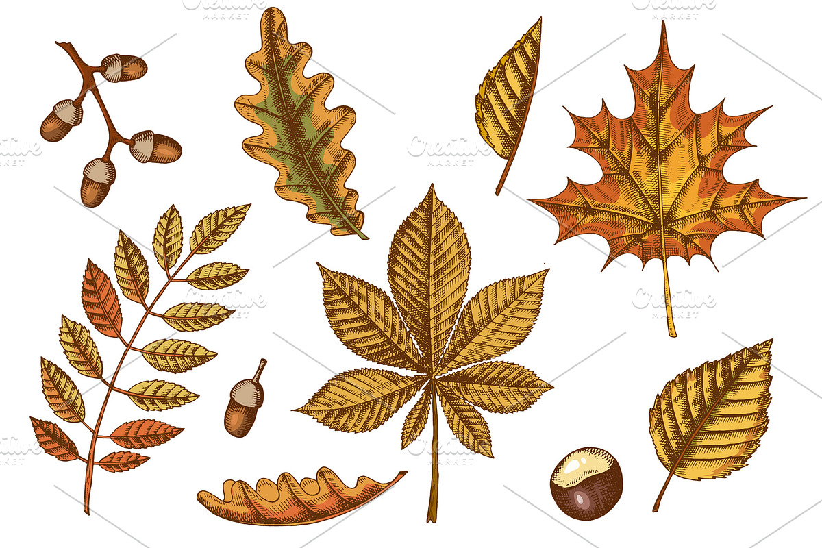 Autumn leaves. Vector Collection, an Illustration by Tabiti (Photo 3 of 9)