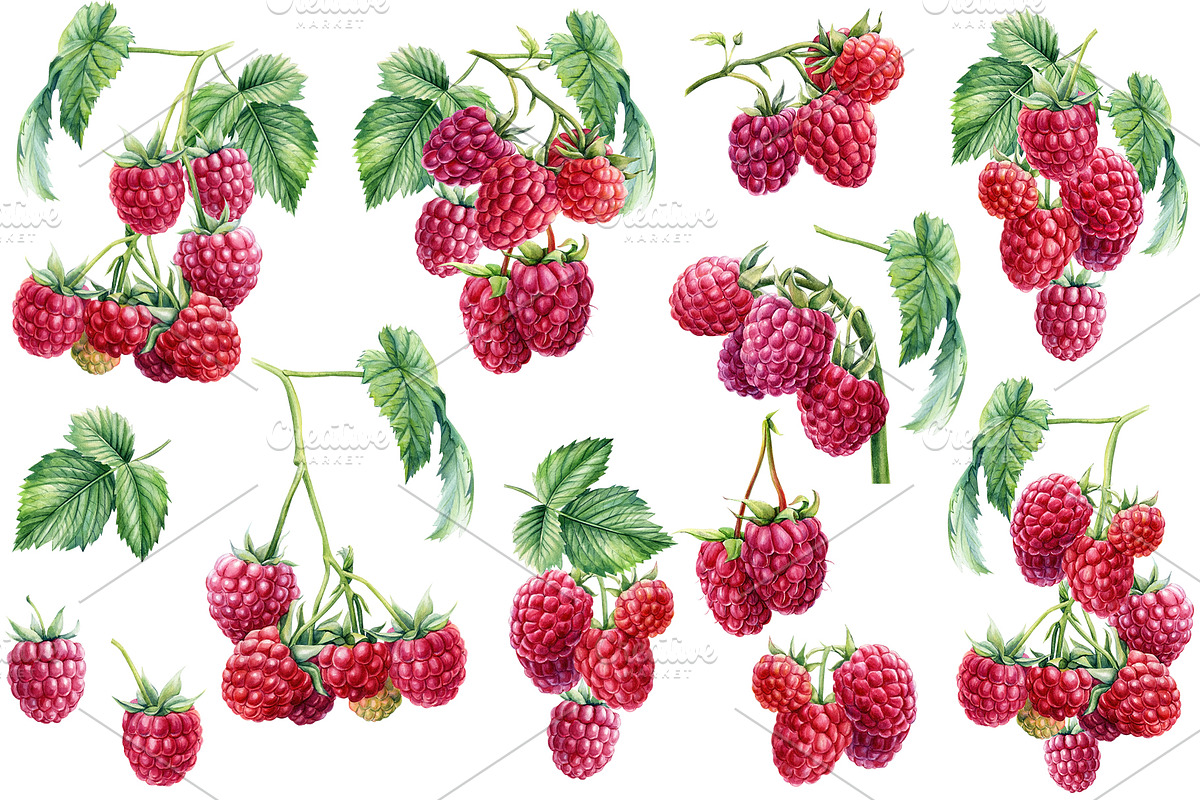 Watercolor Fresh Berries, a Decorative Illustration by Hanna Hryharenka (Photo 3 of 16)