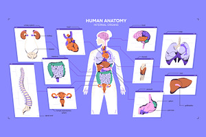 Female body anatomy, internal organs, a Healthcare Illustration by PaperTrident