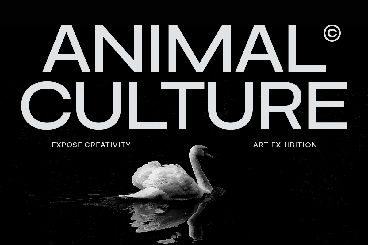 Mosvita Sans Serif Family Font, a Sans Serif Font by Yukita Creative (Photo 2 of 13)