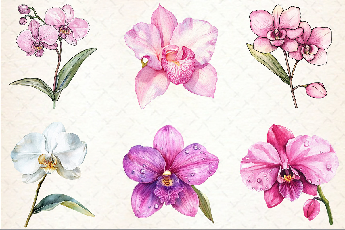 Watercolor Orchid Clipart, an Illustration by Rose Art (Photo 2 of 7)