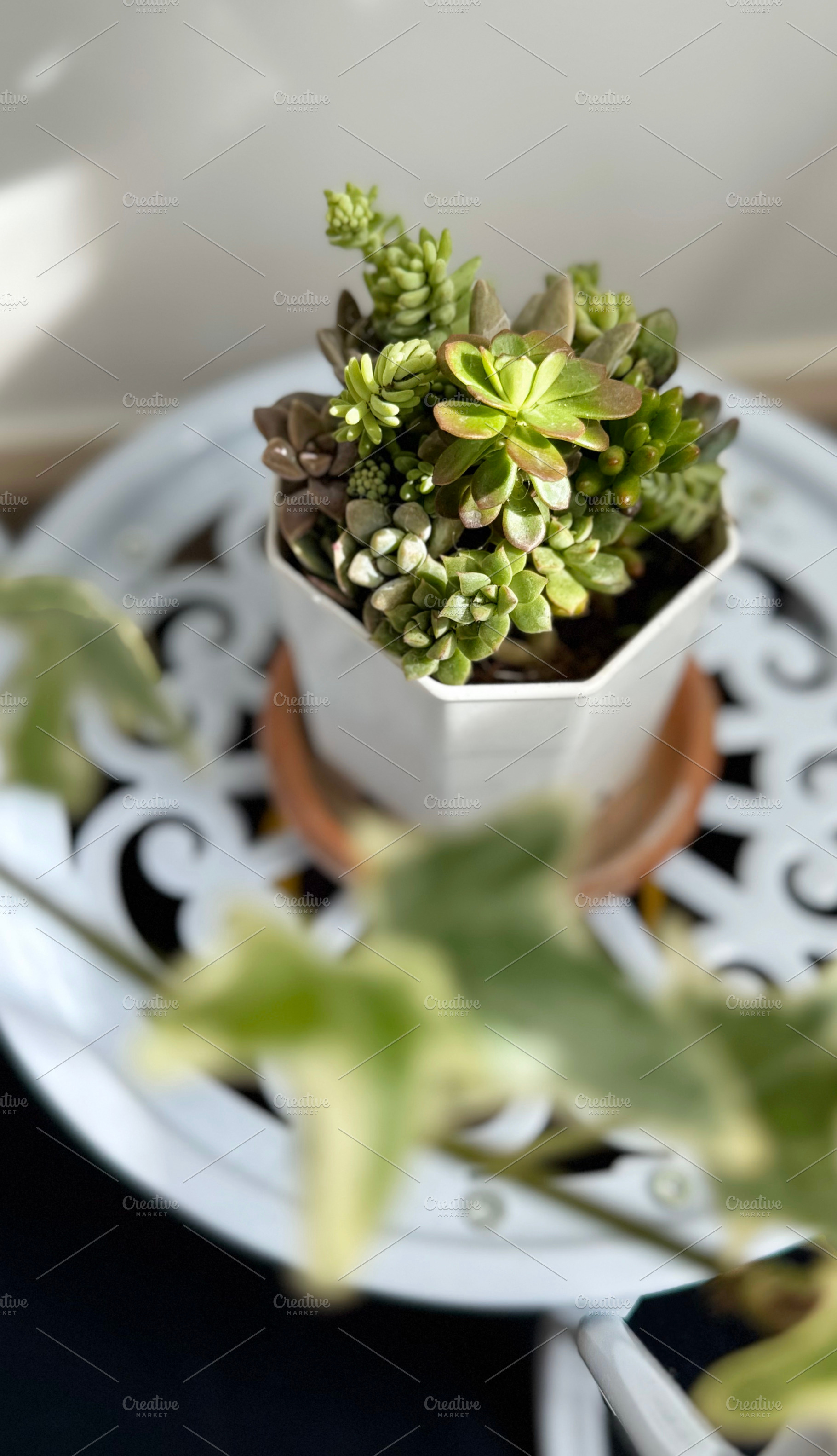 Succulent plant in flower pot, a Nature Photo by ArtBackground