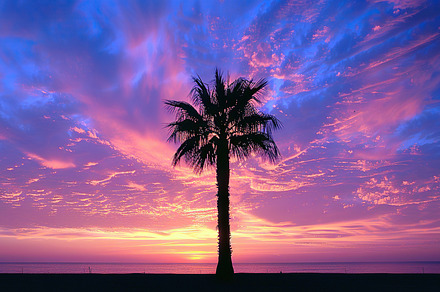 A single palm tree silhouetted again, a Photo by LOGOCREATIVE