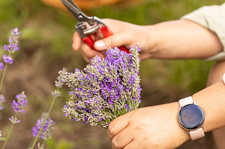 Woman harvesting lavender flowers