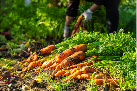 Carrot harvest in the garden, a Food & Drink Photo by yanadjana