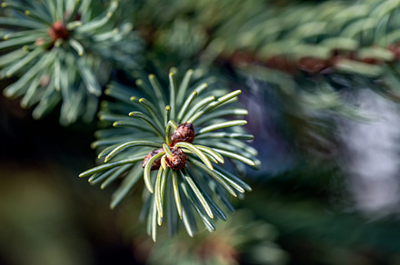 Spruce branch close-up, a Nature Photo by J&M Diversity