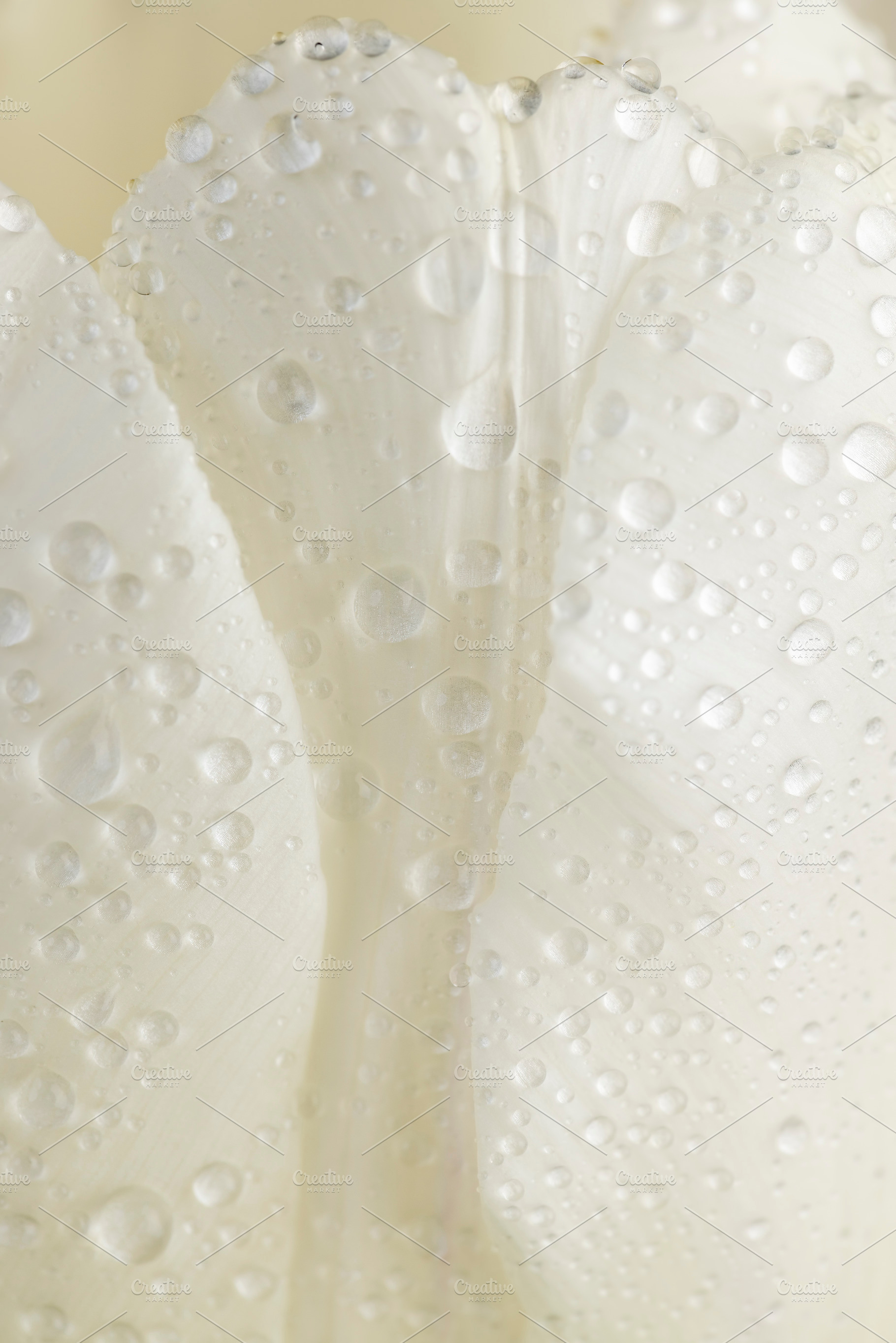 wet and beautiful white tulip flowers, close up, side view, a Photo by rsoollAI