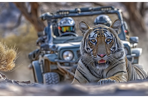 An adult tiger is patrolling its, an Animal Photo by ZinetroN