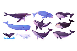 Cartoon whales. Blue whale, humpback, an Animal Illustration by Stock-Smart-Start