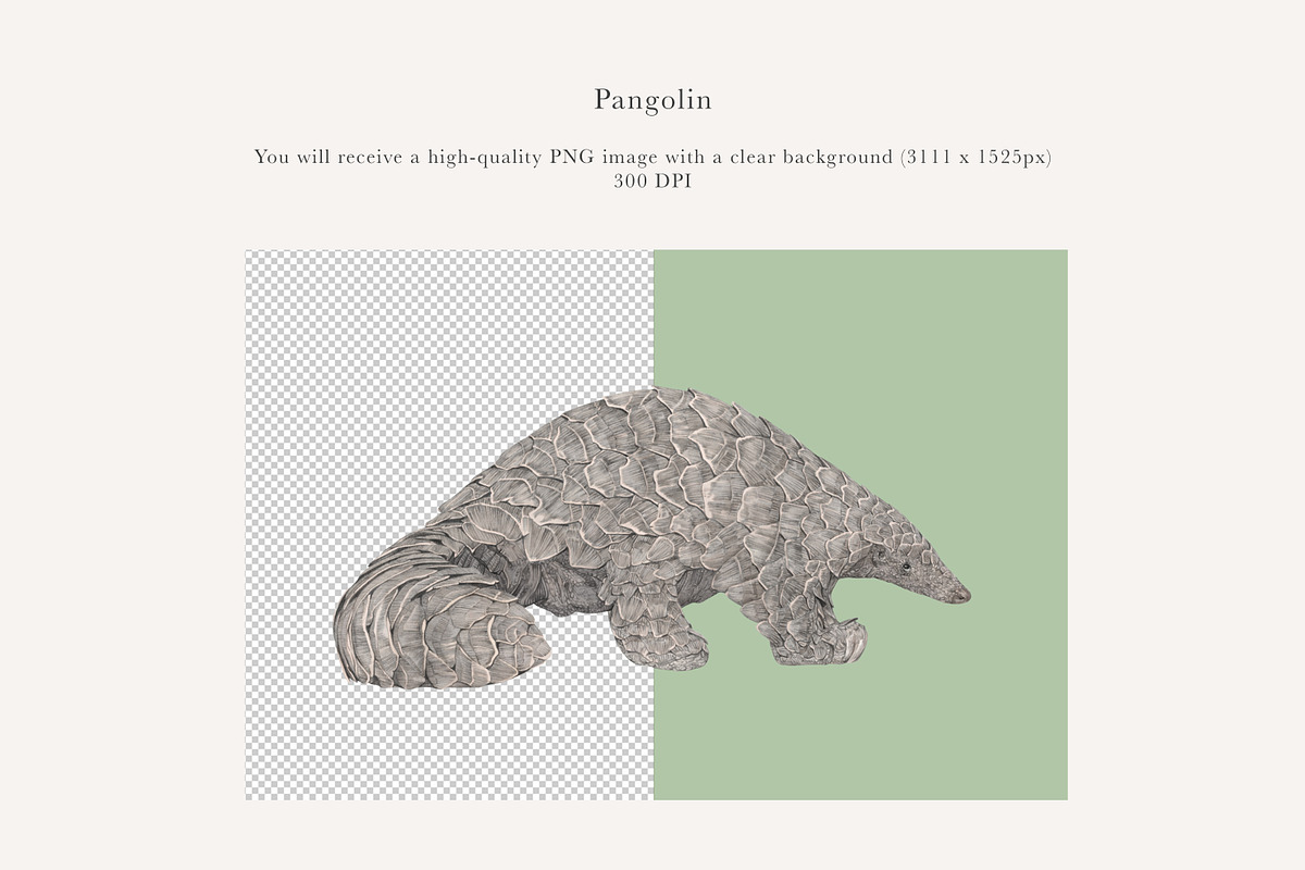 Pangolin Illustration - PNG, an Animal Illustration by LaurenFittonIllustration (Photo 2 of 7)