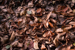 Leaves 2 containing leaves, trees, and tree