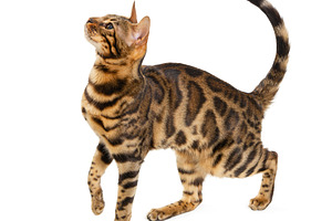 Beautiful adult cat bengal breed