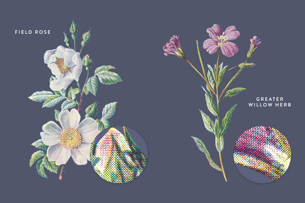 Vintage Flower Illustrations Bundle, an Illustration by Greta Ivy (Photo 44 of 62)