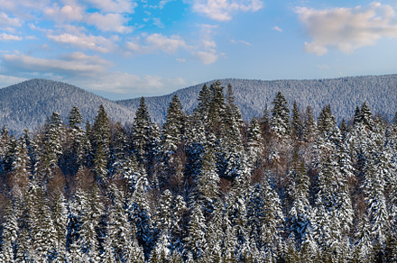 Winter alpine hills with fir and pine forest view from mountain, a Nature Photo by YuriyB
