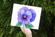 Watercolor Pansy Flowers Clipart, an Illustration by Libby Wishes (Thumbnail 4 of 7)