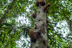 Cecropia tree in Cuyabeno Reserve, Ecuador’s Amazon Rainforest, a Photo by GoodGoods