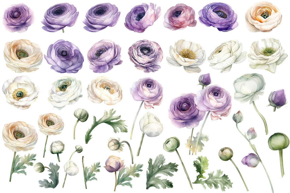 Ranunculus clipart, Watercolor flora, a Decorative Illustration by ElenazlataArt (Photo 2 of 6)