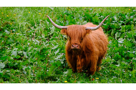 Highland Cattle, Kyloe, is a