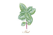 Mint, a Food Illustration by Watercolor life (Thumbnail 5 of 6)