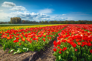 Flowery landscape with tulips, a Nature Photo by Alpine Dreams