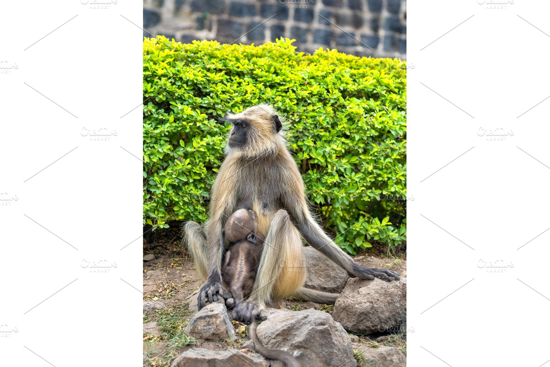 Gray langur monkeys at daulatabad fort in india featuring india, monkey, and, an Animal Photo by Leonid Andronov