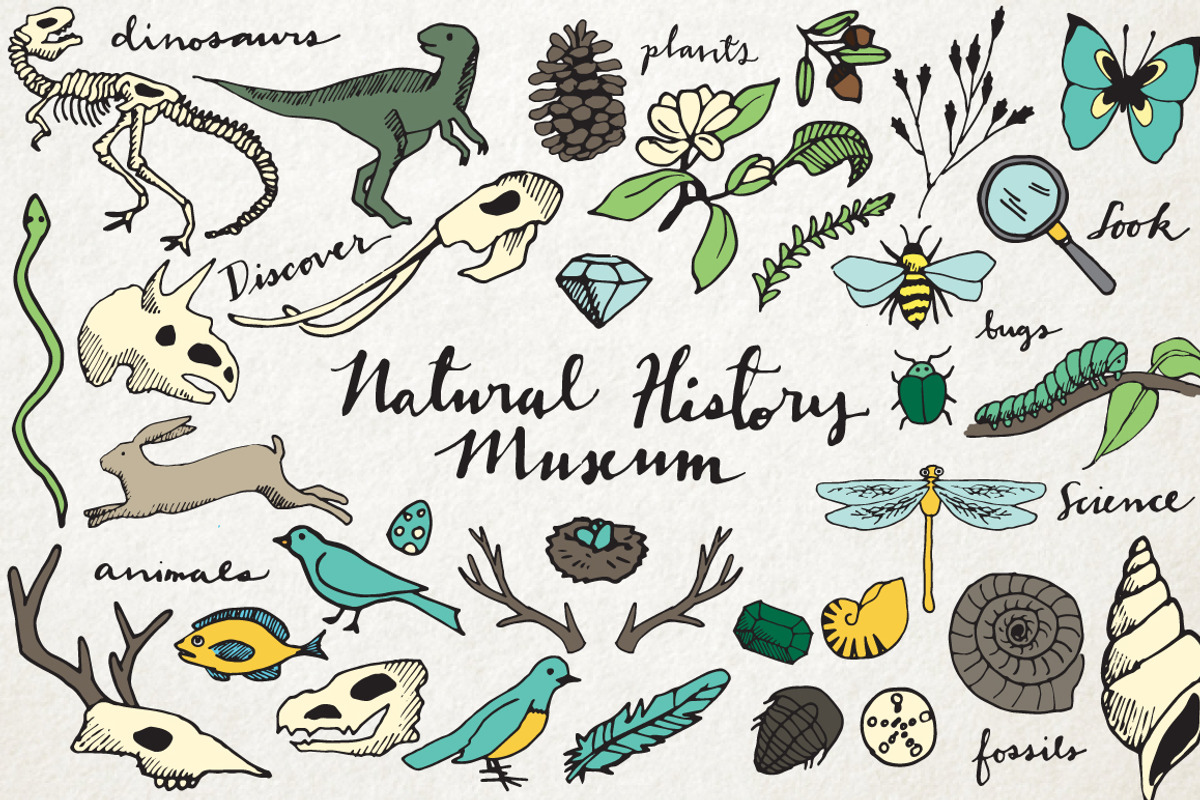 Natural History Illustration Pack, an Animal Illustration by Lemonade Pixel