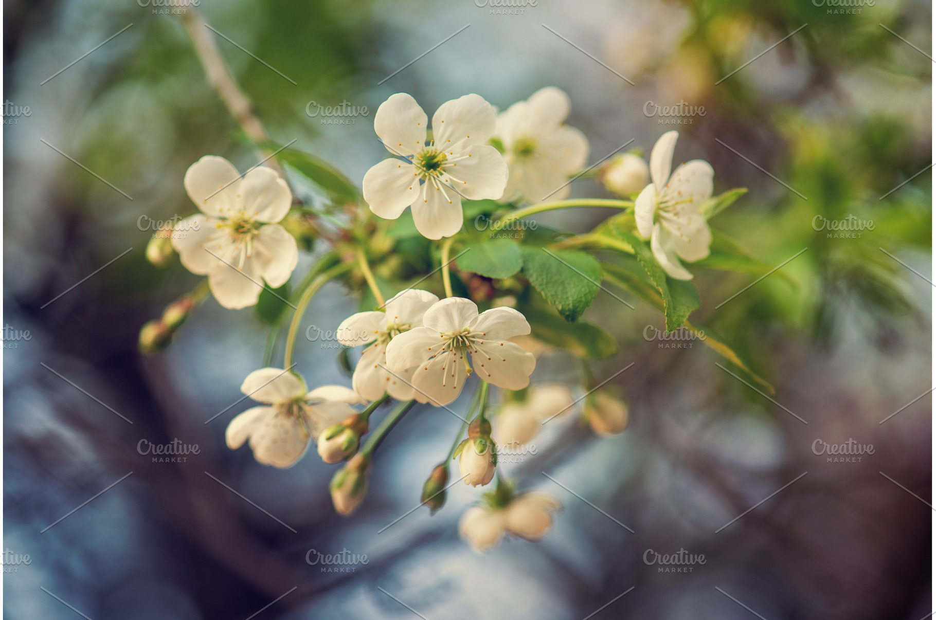 Cherry flowers frame, a Nature Photo by Nature and travel