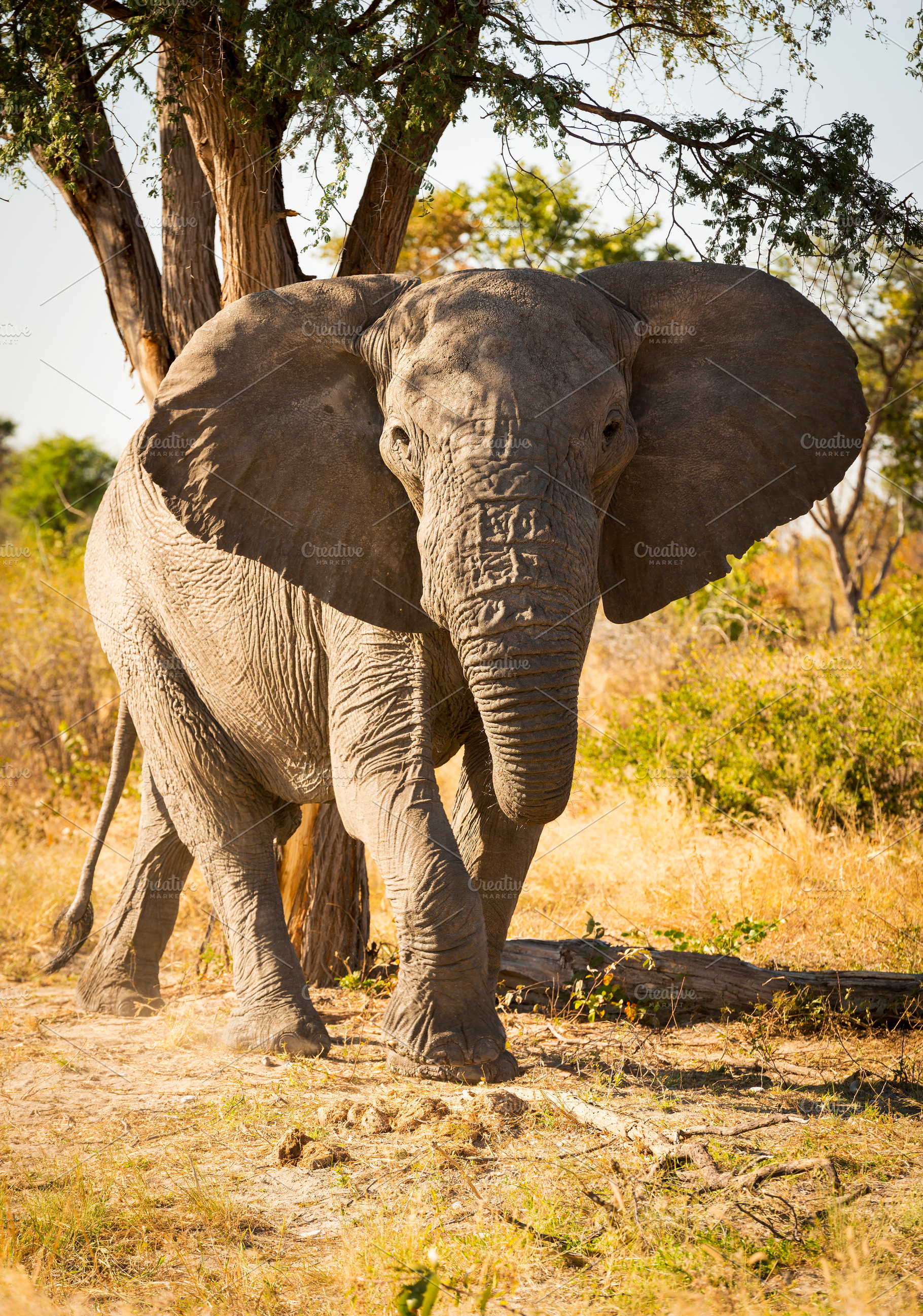 African Elephant Portrait, an Animal Photo by THP Creative