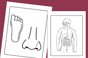 Anatomy Coloring Pages for kids, an Education Illustration by Sourcedigi (Thumbnail 3 of 3)