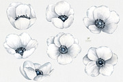 Floral Clipart. Anemones watercolor, an Illustration by Colibri Watercolor (Thumbnail 2 of 3)