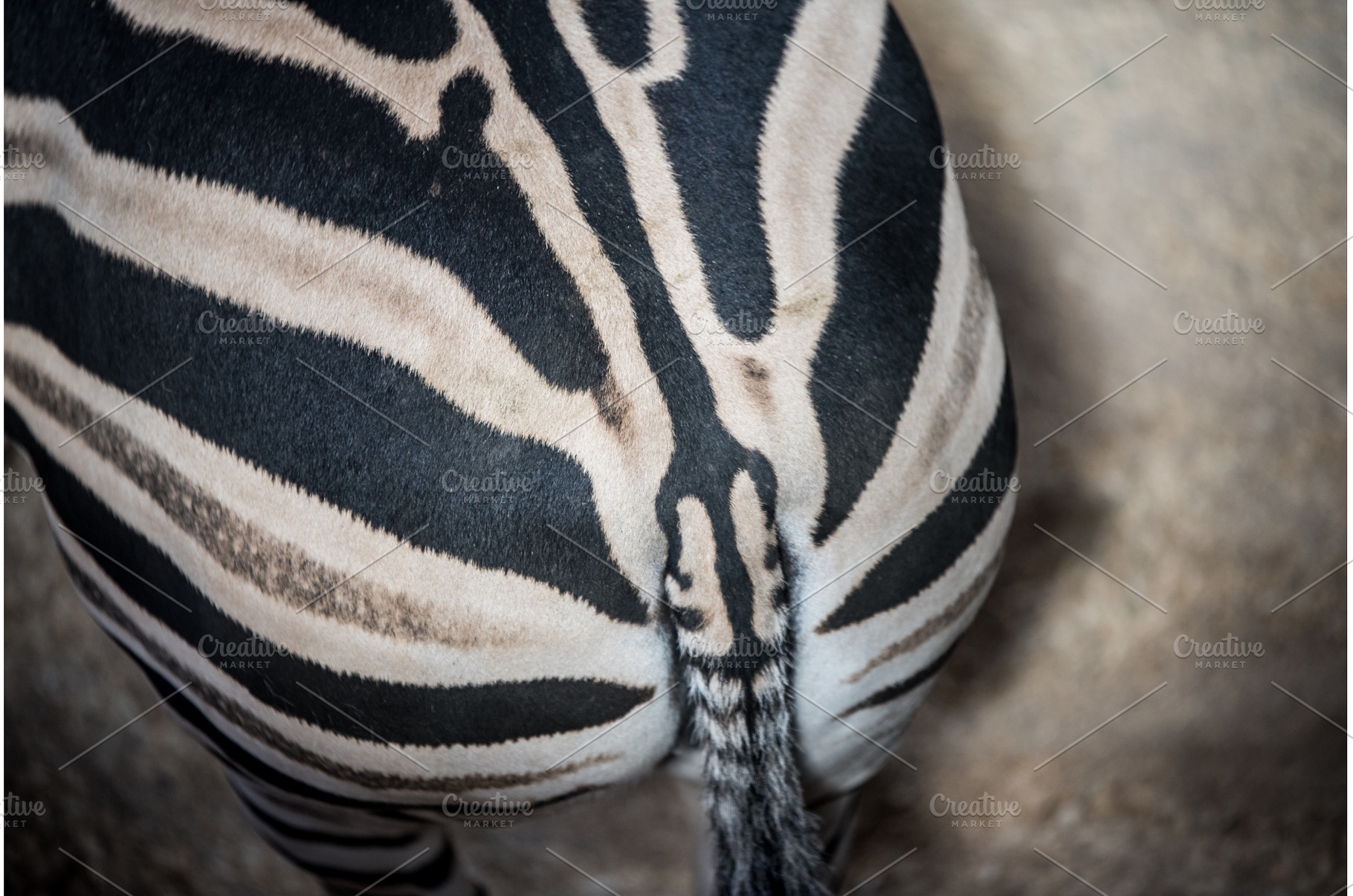 Back and tail of a Grant Zebra Equus, an Animal Photo by COLORFUL