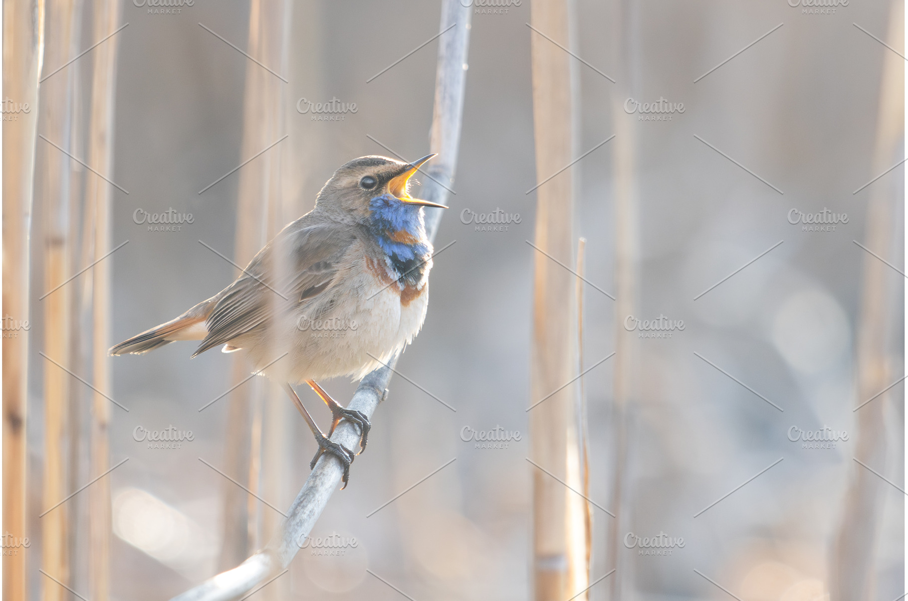 Vibrant Male Bluethroat Perched on a, an Animal Photo by Pakosta