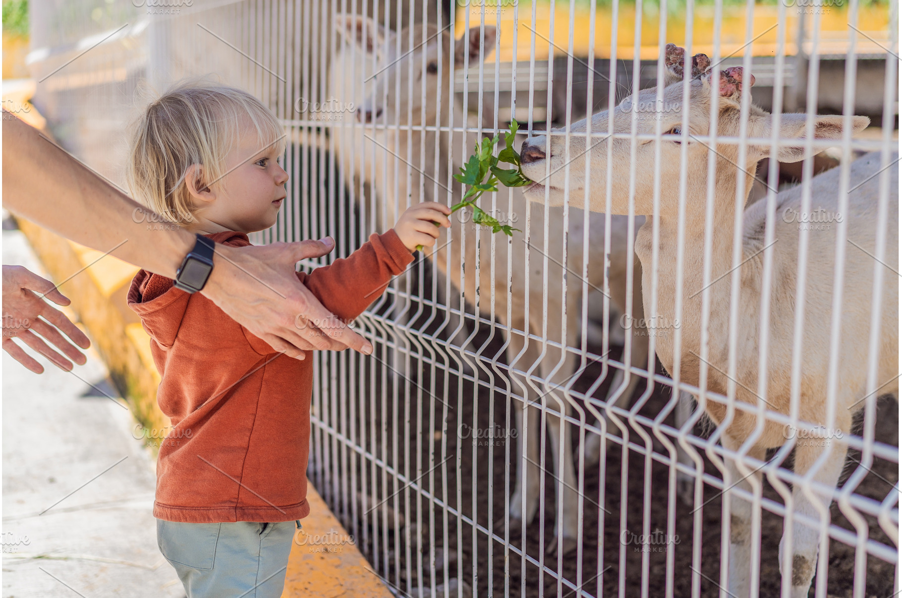 Father and his son feeding deer on a, an Animal Photo by Elizaveta Galitskaya