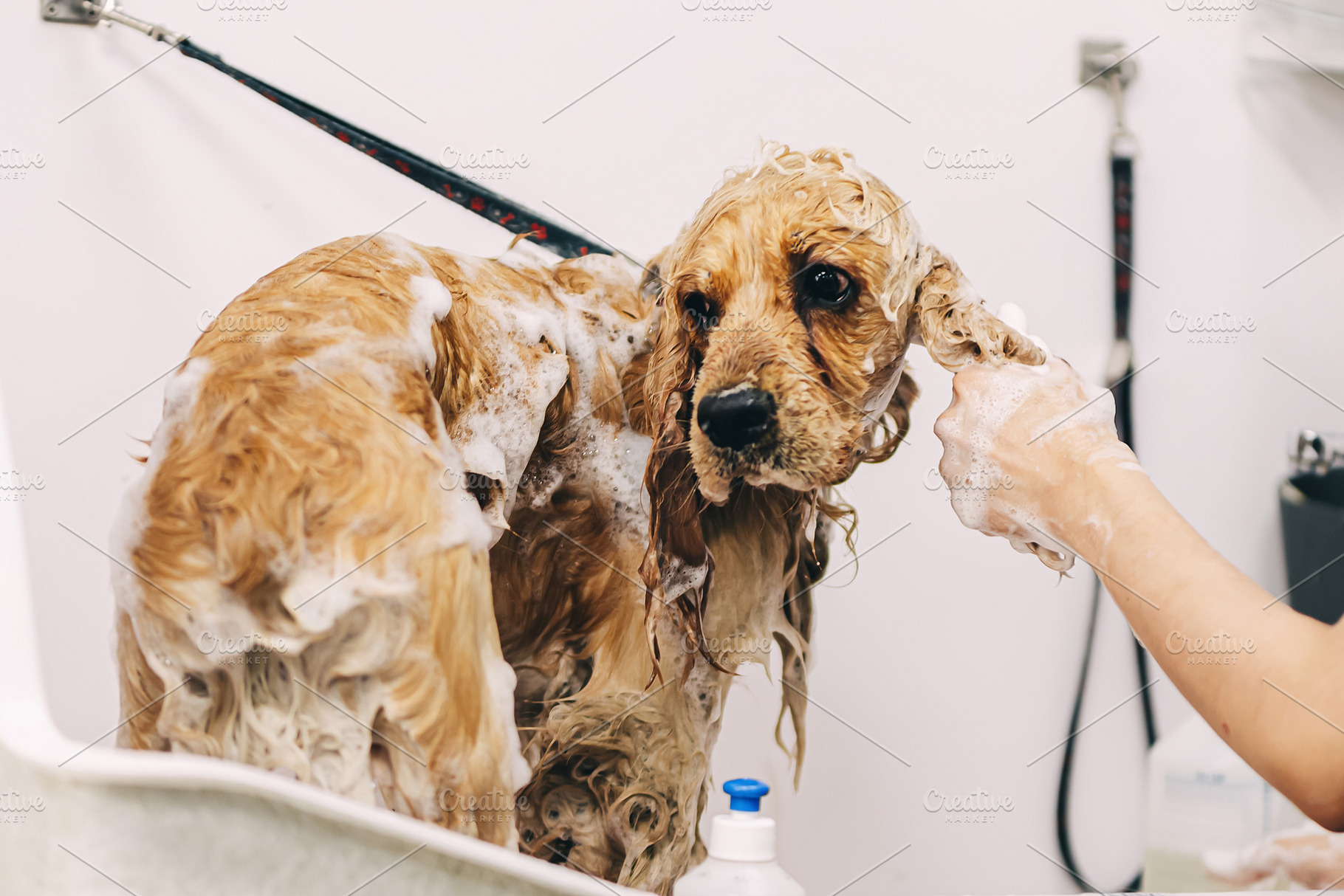 The groomer washes the dog in the bathroom., an Animal Photo by Rov.7