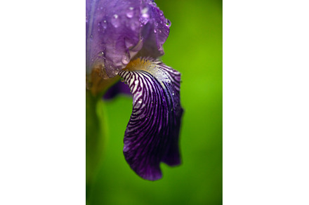 Close-up of a Vibrant Purple Iris