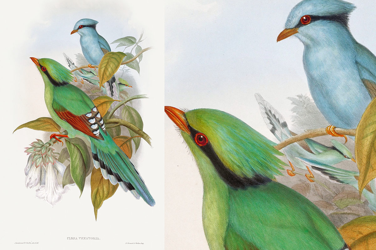 300+ The Birds of Australia, an Animal Illustration by Digital Museum (Photo 2 of 15)